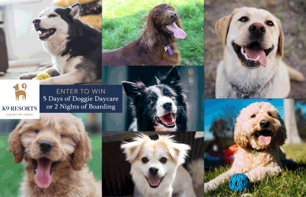 Make Tails Wag: Win a Week of Doggie Daycare or 2 Boarding Nights