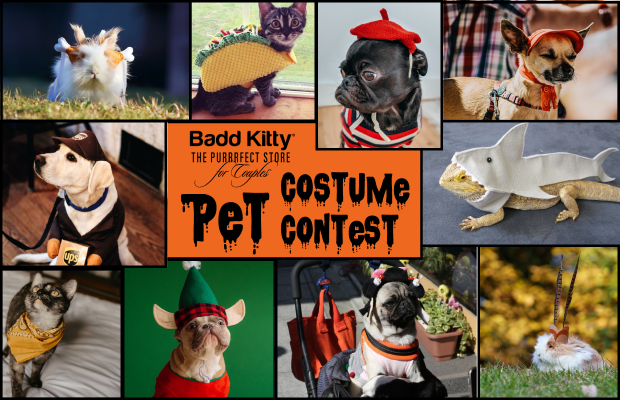 Share Your Pet’s Costume to Win $250 + a Badd Kitty Basket