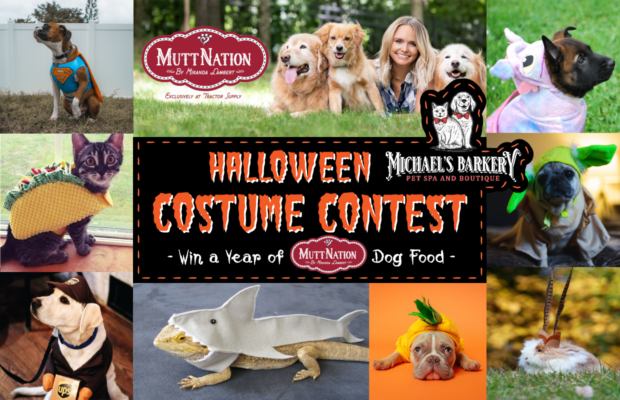 Vote for Your Favorite Pet to Win a Year’s Supply of Dog Food! Vote for Your Favorite Pet to Win a Year’s Supply of Dog Food!