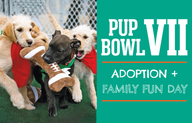 See You @ Pup Bowl: The Cutest Football Game Ever – 2/10 See You @ Pup Bowl: The Cutest Football Game Ever – 2/10