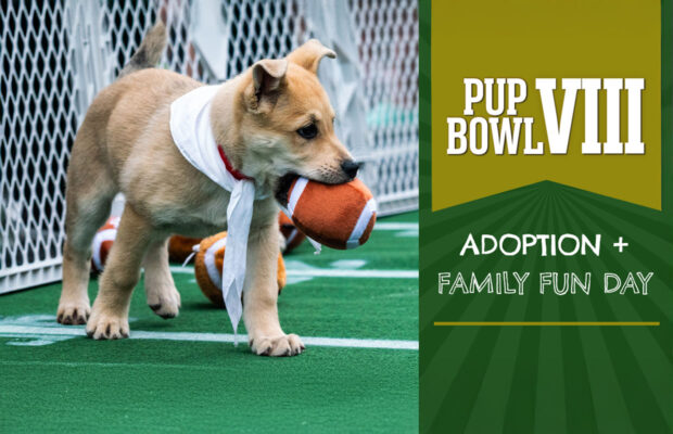 2/8: Tickets on Sale for the Fluffiest Football Game Around 2/8: Tickets on Sale for the Fluffiest Football Game Around