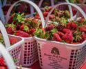 4/24-26 & 5/1-3 - The Lowcountry Strawberry Festival @ Boone Hall